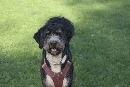 20250516_Dog Park__DSC0221_.jpg