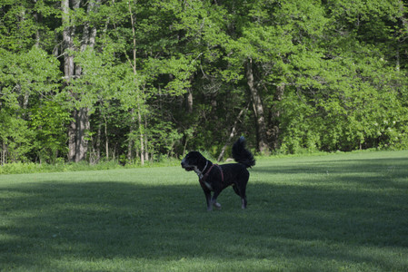 20250516_Dog Park__DSC0235_.jpg