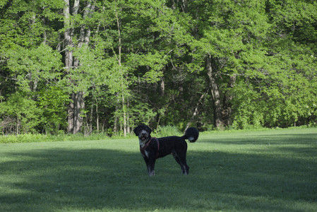 20250516_Dog Park__DSC0238_.jpg