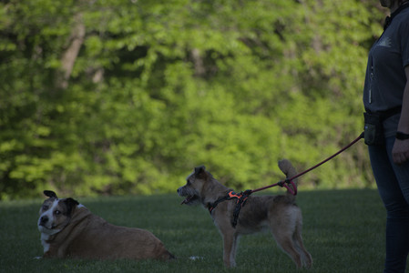 20250516_Dog Park__DSC0241_.jpg