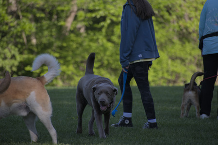 20250516_Dog Park__DSC0246_.jpg