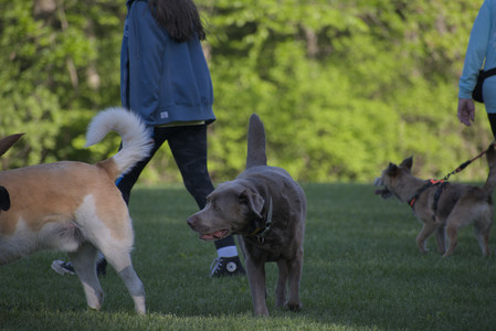 20250516_Dog Park__DSC0248_.jpg