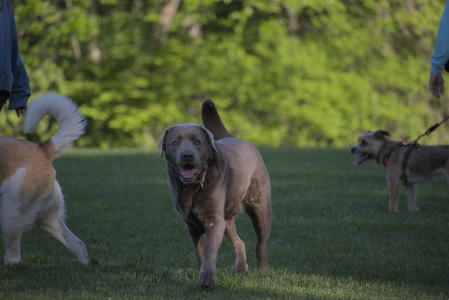 20250516_Dog Park__DSC0250_.jpg