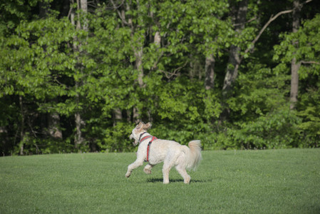 20250516_Dog Park__DSC0254_.jpg