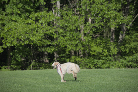 20250516_Dog Park__DSC0255_.jpg