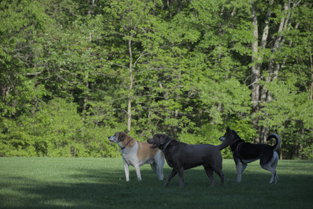 20250516_Dog Park__DSC0256_.jpg