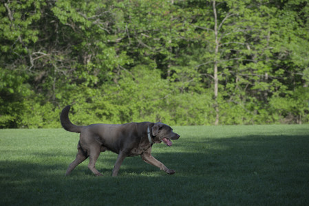 20250516_Dog Park__DSC0257_.jpg