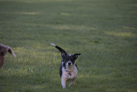 20250516_Dog Park__DSC0271_.jpg