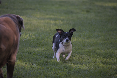 20250516_Dog Park__DSC0273_.jpg