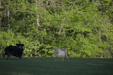 20250516_Dog Park__DSC0279_.jpg