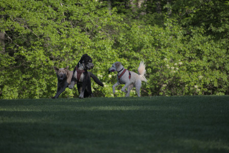 20250516_Dog Park__DSC0281_.jpg