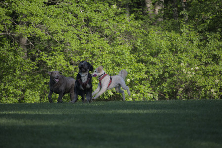 20250516_Dog Park__DSC0282_.jpg