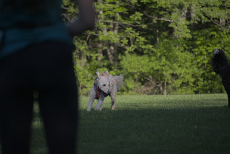 20250516_Dog Park__DSC0285_.jpg
