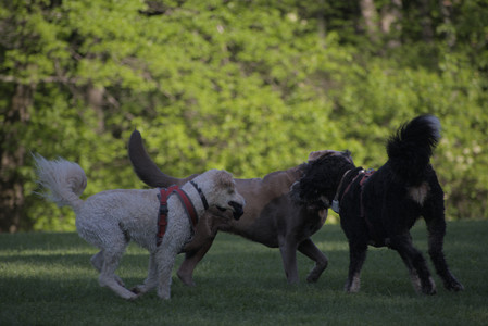 20250516_Dog Park__DSC0291_.jpg