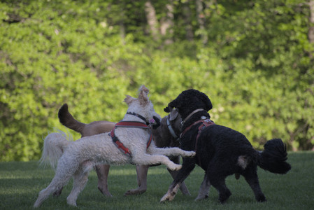 20250516_Dog Park__DSC0292_.jpg