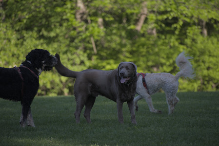 20250516_Dog Park__DSC0297_.jpg