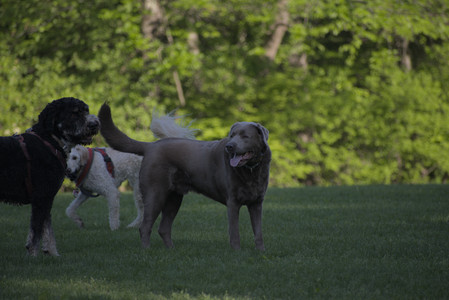 20250516_Dog Park__DSC0299_.jpg