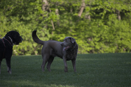 20250516_Dog Park__DSC0302_.jpg