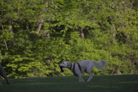 20250516_Dog Park__DSC0303_.jpg