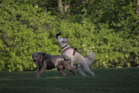 20250516_Dog Park__DSC0306_.jpg