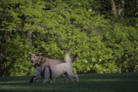 20250516_Dog Park__DSC0308_.jpg