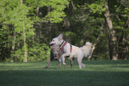20250516_Dog Park__DSC0309_.jpg