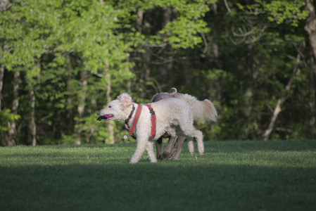 20250516_Dog Park__DSC0310_.jpg