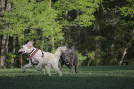 20250516_Dog Park__DSC0311_.jpg