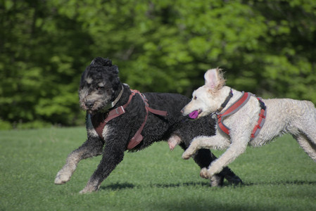 20250516_Dog Park__DSC0313_.jpg