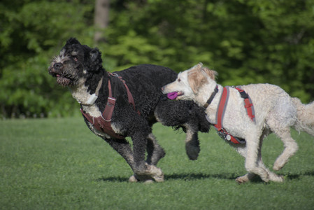 20250516_Dog Park__DSC0314_.jpg