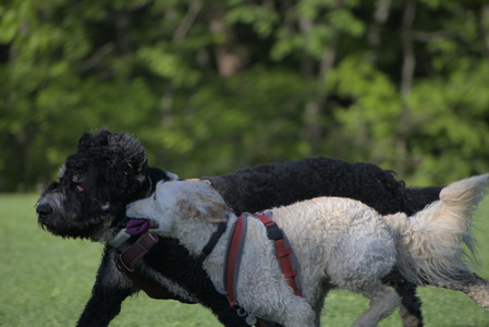 20250516_Dog Park__DSC0318_.jpg