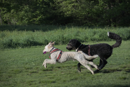 20250516_Dog Park__DSC0323_.jpg
