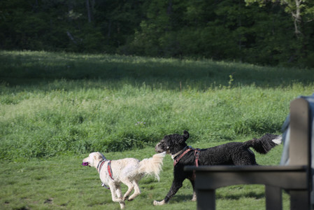 20250516_Dog Park__DSC0326_.jpg