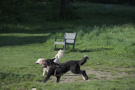 20250516_Dog Park__DSC0329_.jpg