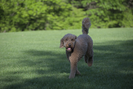 20250516_Dog Park__DSC0335_.jpg