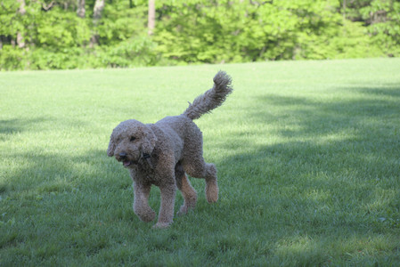 20250516_Dog Park__DSC0339_.jpg