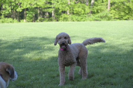 20250516_Dog Park__DSC0341_.jpg
