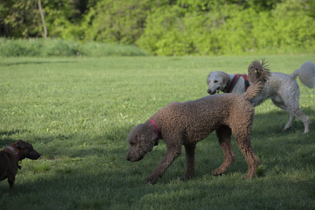 20250516_Dog Park__DSC0343_.jpg