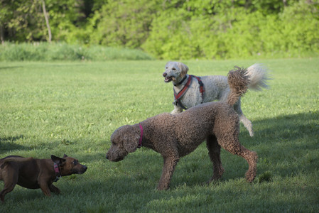 20250516_Dog Park__DSC0344_.jpg