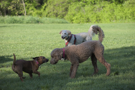 20250516_Dog Park__DSC0345_.jpg