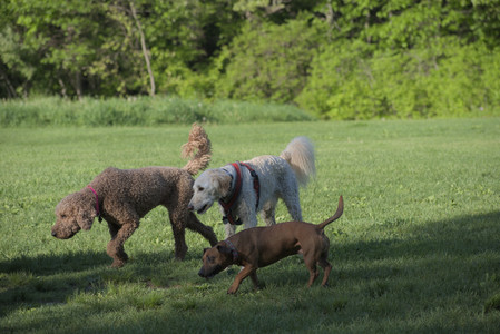 20250516_Dog Park__DSC0348_.jpg