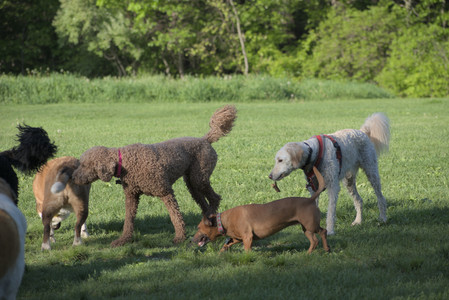 20250516_Dog Park__DSC0350_.jpg
