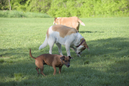 20250516_Dog Park__DSC0352_.jpg