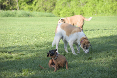 20250516_Dog Park__DSC0356_.jpg