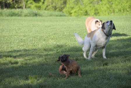 20250516_Dog Park__DSC0361_.jpg