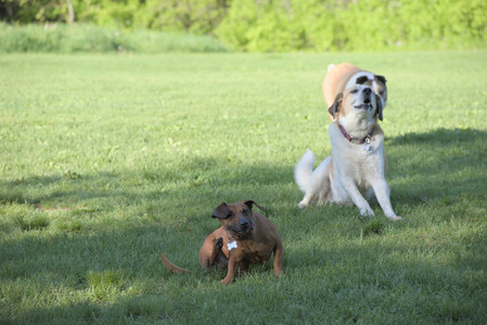 20250516_Dog Park__DSC0365_.jpg