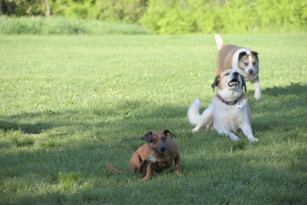 20250516_Dog Park__DSC0367_.jpg