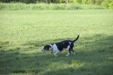 20250516_Dog Park__DSC0369_.jpg