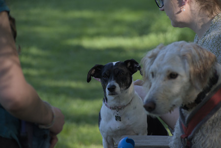 20250516_Dog Park__DSC0377_.jpg