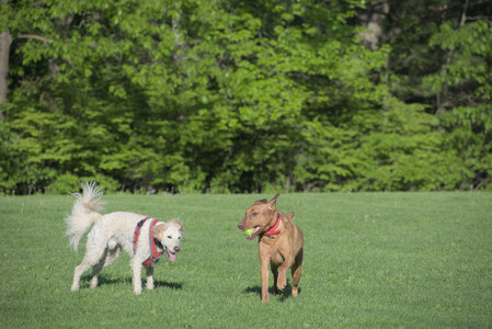 20250516_Dog Park__DSC0382_.jpg